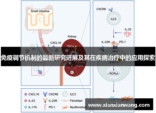 免疫调节机制的最新研究进展及其在疾病治疗中的应用探索